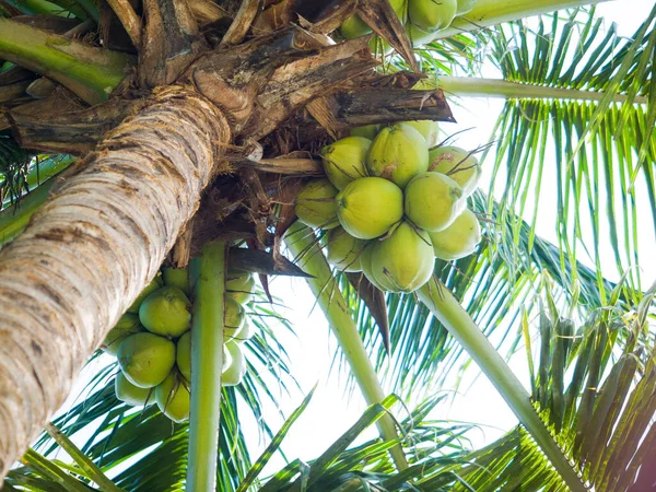 Een Lage Hoek Van Een Kokospalm Met Fruit — Stockfoto