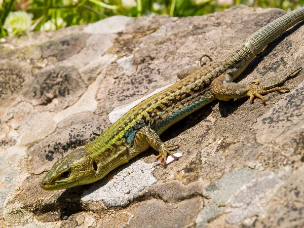 Κοντινό Πλάνο Του Podarcis Tauricus Της Σαύρας Του Βαλκανικού Τείχους — Φωτογραφία Αρχείου