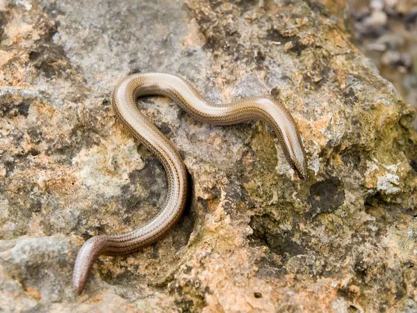 Közelkép Görög Kígyó Skink Ophiomorus Punctatissimus — Stock Fotó