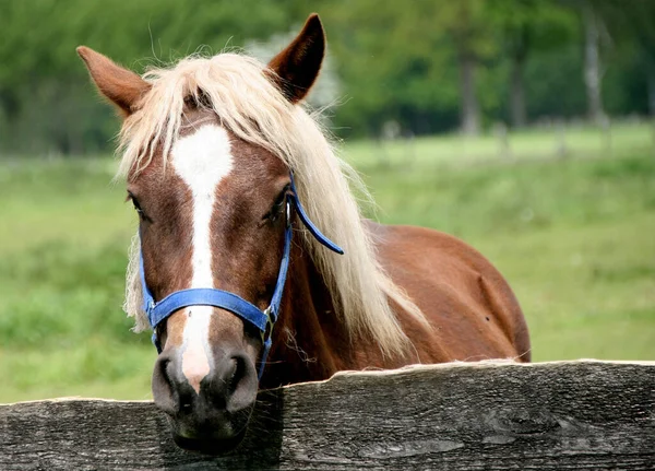 农场里一匹棕色的马的特写镜头 — 图库照片