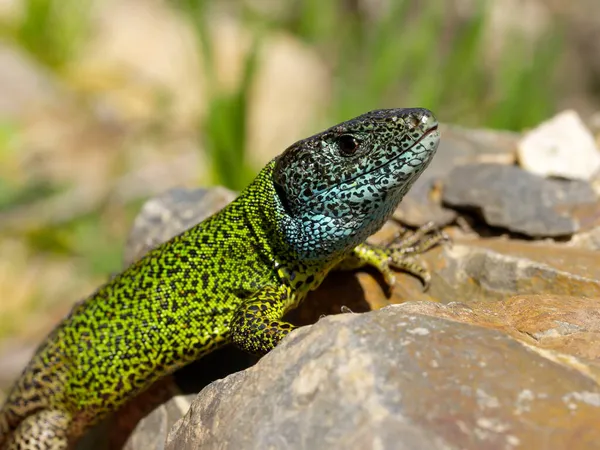 Pequeno Lagarto Verde Schreiber Seu Habitat Natural — Fotografia de Stock