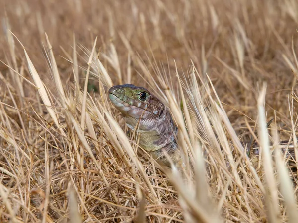 Een Close Van Geocelleerde Hagedis Juweelhagedis Timon Lepidus — Stockfoto