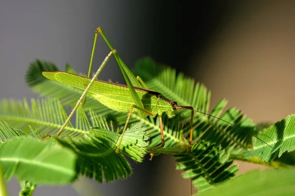 Selective Shot Sickle Bearing Bush Cricket Phaneroptera Falcata Touch Mimosa — Stock Photo, Image