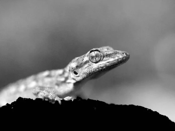 Eine Graustufen Nahaufnahme Des Kotschy Geckos Mediodactylus Kotschyi Griechenland — Stockfoto