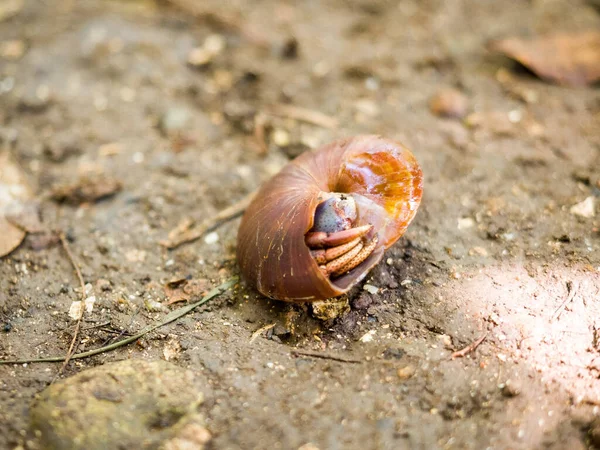 Großaufnahme Einer Römischen Schnecke Auf Dem Boden — Stockfoto