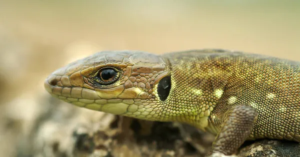 Gros Plan Lézard Vert Des Balkans Lacerta Trilineata — Photo