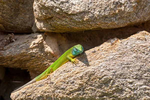 Close Lagarto Verde Europeu Macho Lacerta Viridis — Fotografia de Stock