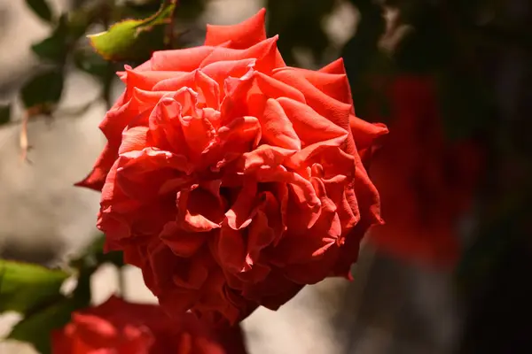 Крупним Планом Знімок Троянди Під Сонячним Світлом Шпалер Фону — стокове фото