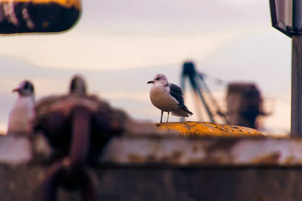 Eine Möwe Thront Auf Einer Rostigen Oberfläche Hafen Von Klaipeda — Stockfoto