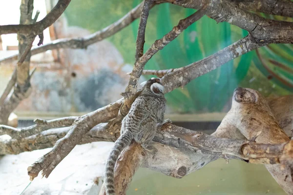 Marmouset Sur Arbre Dans Zoo — Photo