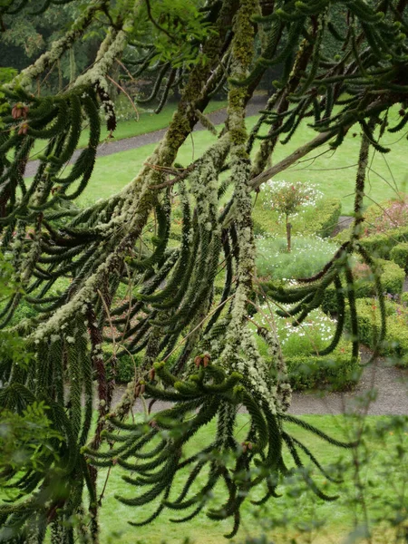 Primer Plano Ramas Verdes Árbol Boj —  Fotos de Stock