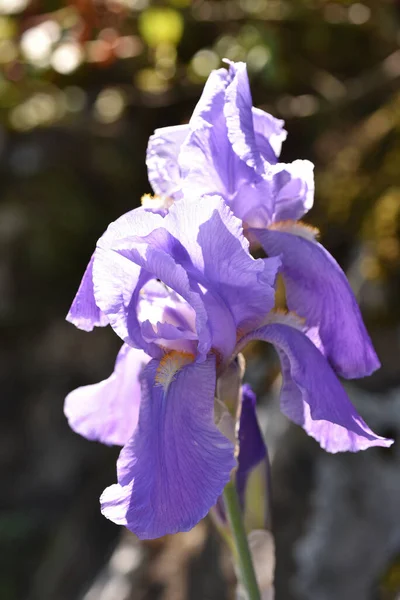 Vertical Shot Purple Flower Sunlight — Stock Photo, Image