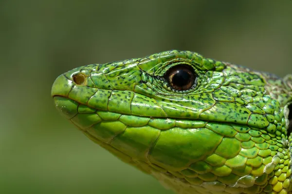 Petit Lézard Vert Balcan Dans Son Habitat Naturel — Photo