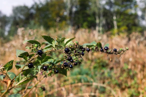 Primer Plano Planta Bayas Silvestres Aire Libre — Foto de Stock