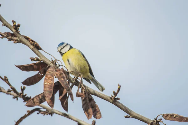 Eine Schöne Aufnahme Eines Bunten Vogels Auf Einem Baum Mit — Stockfoto