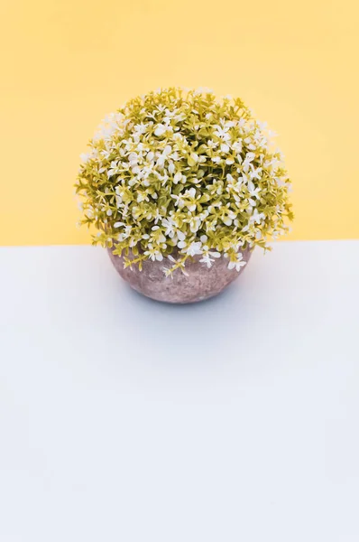 Virágzó Növény Egy Terrakotta Vázában Fehér Virágokkal Fehér Sárga Háttérrel — Stock Fotó