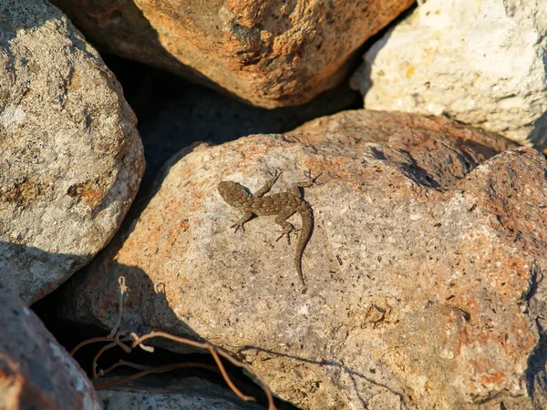 Primer Plano Del Geco Kotschy Mediodactylus Kotschyi Países Bajos — Foto de Stock