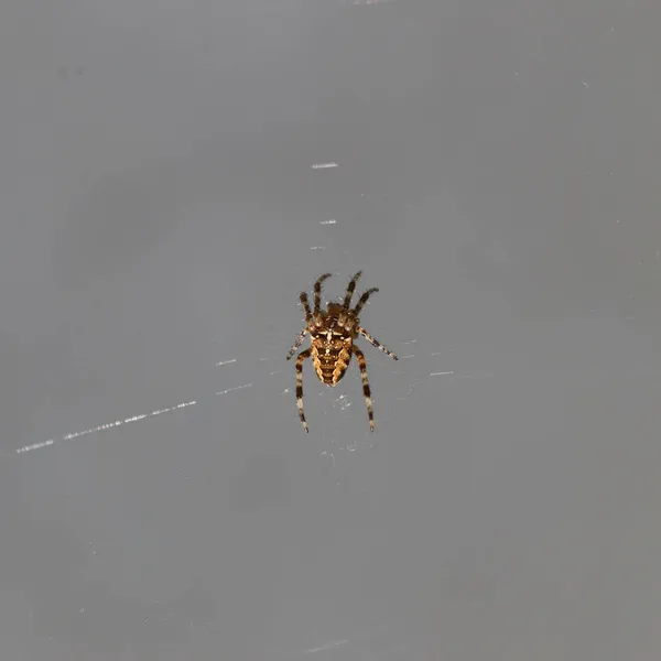 Closeup Shot Spider Net — Stock Photo, Image