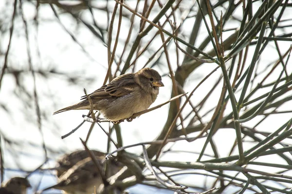 Closeup Shot Sparrow Tree Day — Stock Photo, Image