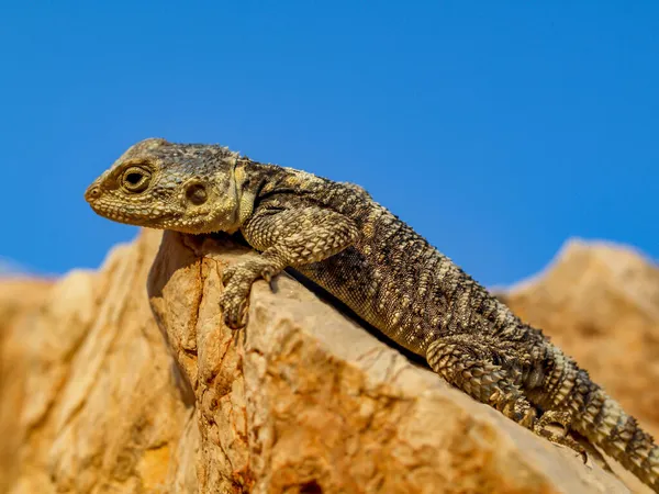 Sebuah Closeup Dari Stellagama Atas Batu Stellagama Stellio — Stok Foto