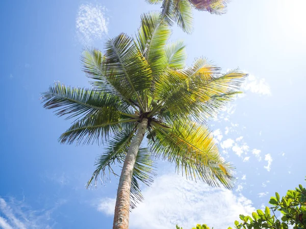 Low Angle View Palm Tree Blue Sunny Sky — Stock Photo, Image