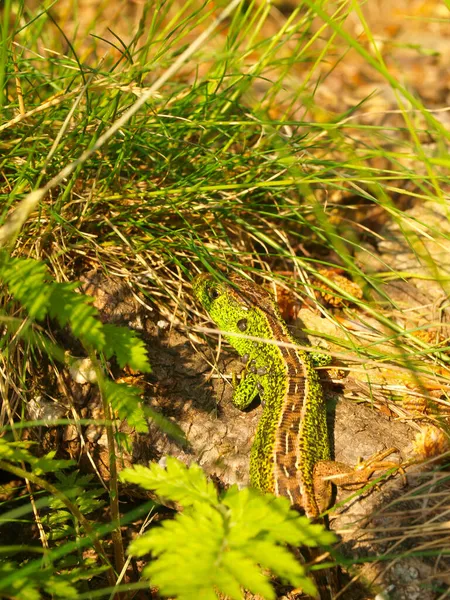 Una Piccola Lucertola Sabbia Maschile Nel Suo Habitat Naturale — Foto Stock
