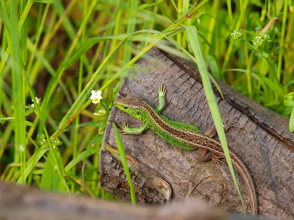 Close Lagarto Areia Macho Lacerta Agilis Áustria — Fotografia de Stock