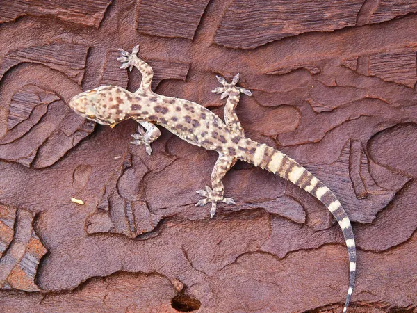 Gros Plan Maison Méditerranéenne Gecko Hemidactylus Turcicus Grèce — Photo