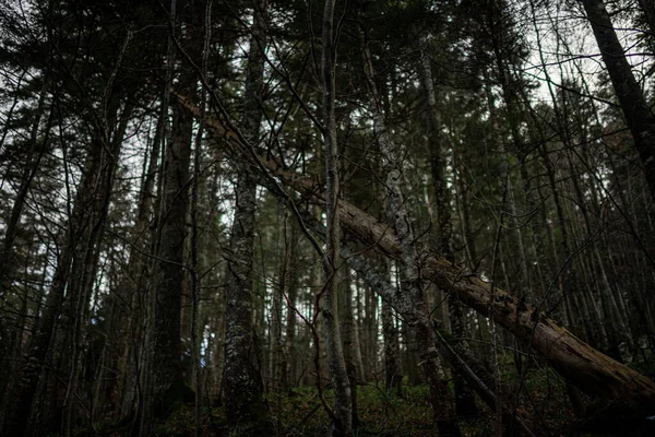 Sötét Kilátás Erdőre Ősszel — Stock Fotó