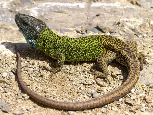 Крупный План Иберийской Изумрудной Ящерицы Lacerta Schreiberi Испании — стоковое фото