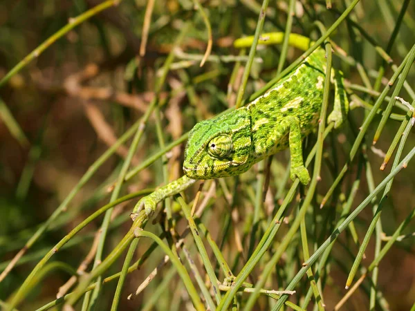 A closeup of the common chameleon or Mediterranean chameleon, Chamaeleo chamaeleon. Spain.