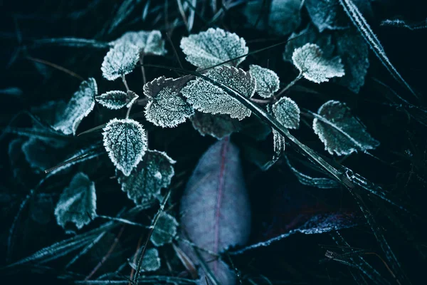 落ちた葉の上の新鮮な霜の閉鎖 — ストック写真