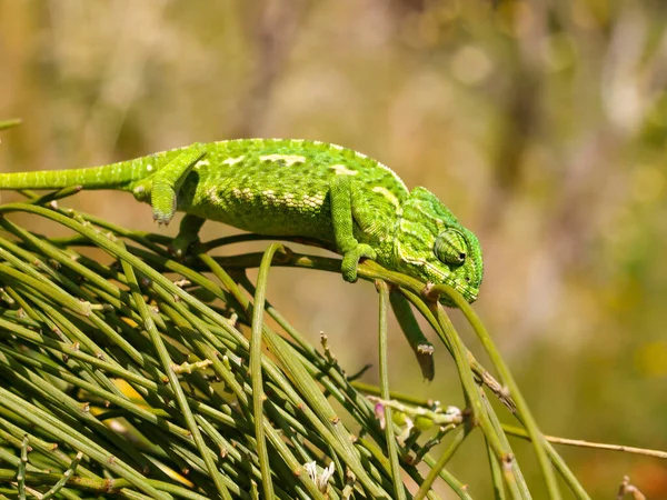 Malý Evropský Chameleon Svém Přirozeném Prostředí — Stock fotografie