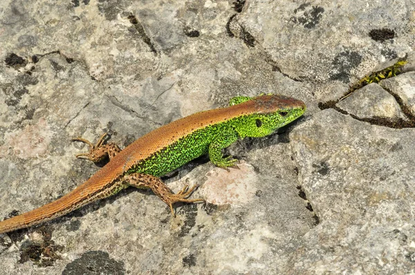 Közelkép Férfi Homokgyík Lacerta Agilis Ausztriában — Stock Fotó