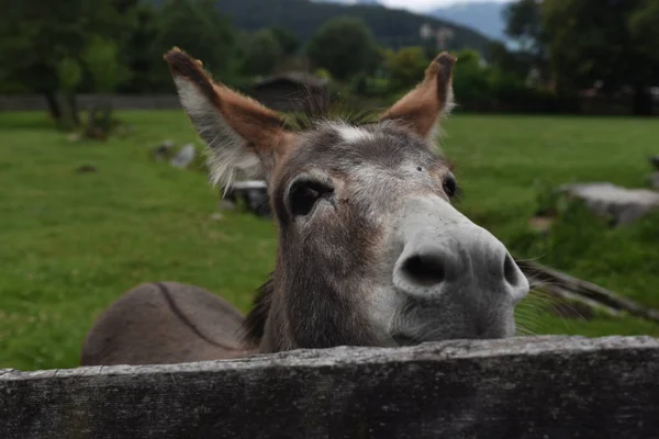 Foco Superficial Burro Aire Libre — Foto de Stock