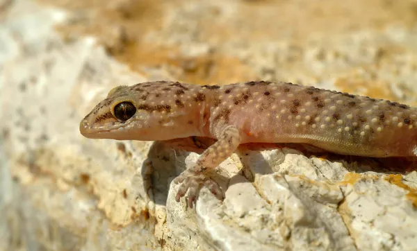 Ein Kleiner Mediterraner Hausgecko Seinem Natürlichen Lebensraum — Stockfoto