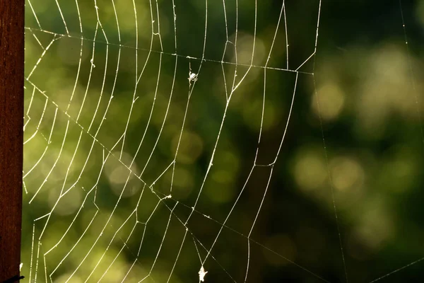 Une Mise Point Sélective Toile Araignée Sur Fond Vert Extérieur — Photo