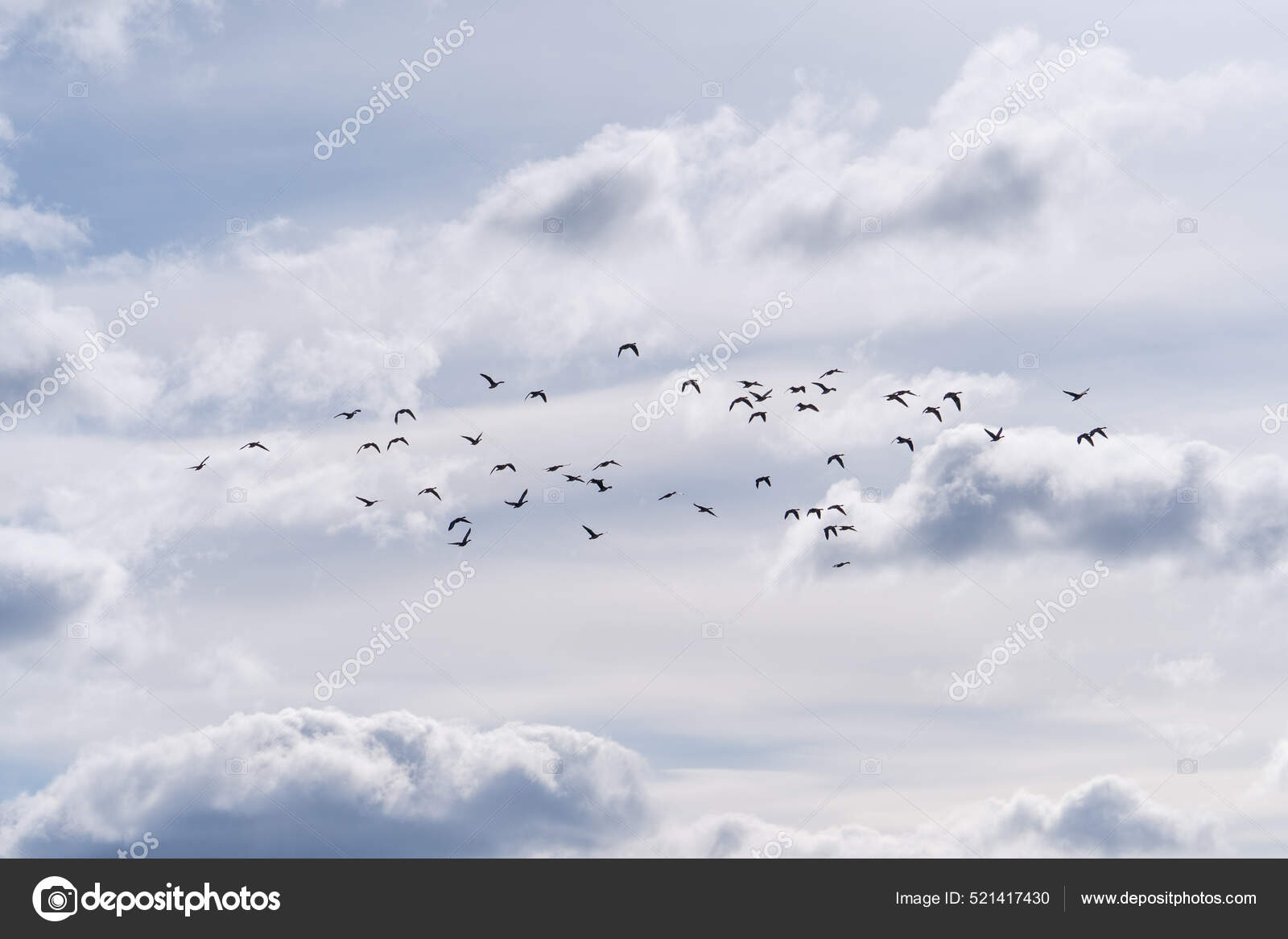 Una Hermosa Vista Una Bandada Aves Volando Cielo Nublado Con — Foto de  stock #521417430 © Wirestock, image size:1600x1167