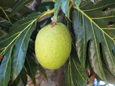 A closeup of breadfruit on a tree clipart