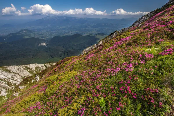 Uma Encosta Uma Montanha Coberta Flores Roxas — Fotografia de Stock