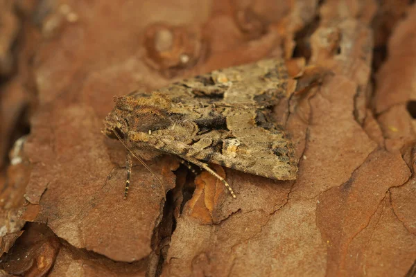 木の部分に 一般的な素朴な蛾 MesapameaのSecalisの完全な体の閉鎖 — ストック写真