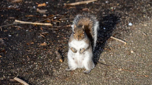 Closeup Shot Cute Squirrel Sitting Ground — Stock Photo, Image