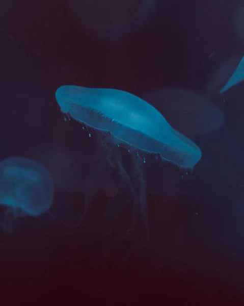 Pionowe Ujęcie Pięknej Niebieskiej Meduzy Pływającej Głębokiej Błękitnej Wodzie — Zdjęcie stockowe