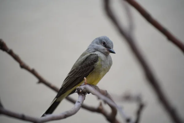 Eine Malerische Ansicht Eines Westlichen Königsvogels Der Auf Einem Ast — Stockfoto