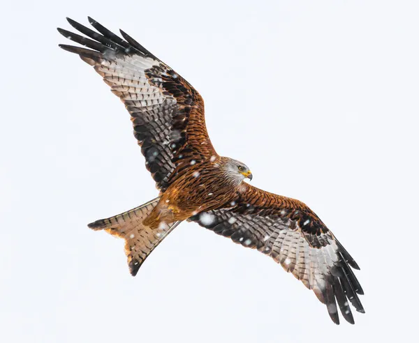 Closeup Shot Red Kite Flight — 스톡 사진