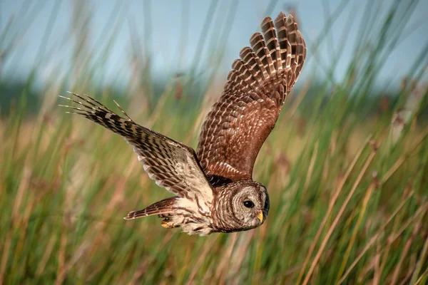 Beautiful Shot Spotted Owl Flying Field — Stock Photo, Image
