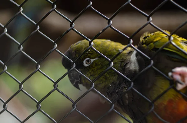 在鸟笼里一只美丽的彩色鹦鹉头上的特写镜头 — 图库照片