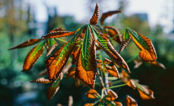 Primer Plano Una Rama Árbol Con Hojas Verde Anaranjado — Foto de Stock