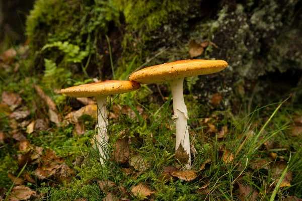 森林地板上的蟾蜍毒菌红帽蘑菇 — 图库照片
