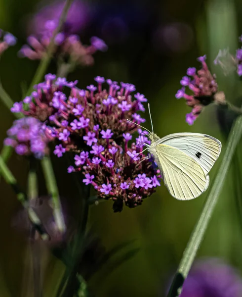 Papillon Blanc Buvant Nectar Bouquet Fleurs Violettes Dans Jardin — Photo